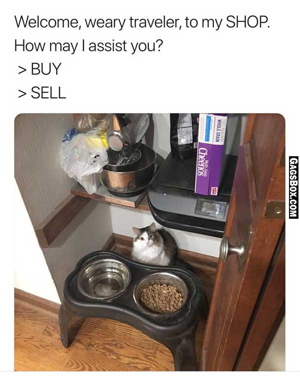 Cat Merchant