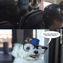 Air hostesses of the dog world