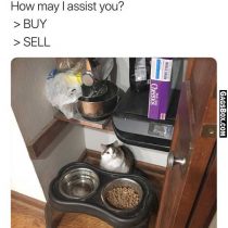Cat Merchant